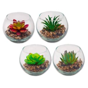 Succulents and Cacti in Glass Vessels – Sabres