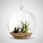 Big Round Glass Pot