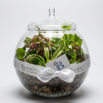 Small Glass Jar Pot